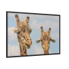 Two Giraffe Face Close-up Framed Canvas