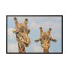 Two Giraffe Face Close-up Framed Canvas