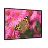 88289-750.jpg Butterfly on Pink Flower Framed Canvas