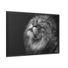 Male Lion Head Closeup Framed Canvas