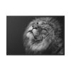 Male Lion Head Closeup Framed Canvas