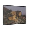 The Lion’s Domain by Geza Vastagh Framed Canvas