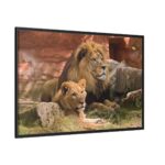Lion South Africa Framed Canvas