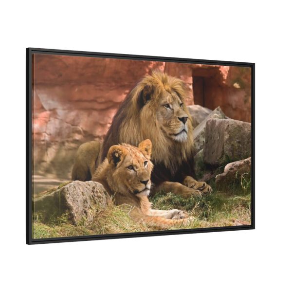 Lion South Africa Framed Canvas