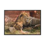 Lion South Africa Framed Canvas - Image 2