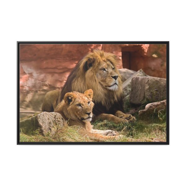 Lion South Africa Framed Canvas