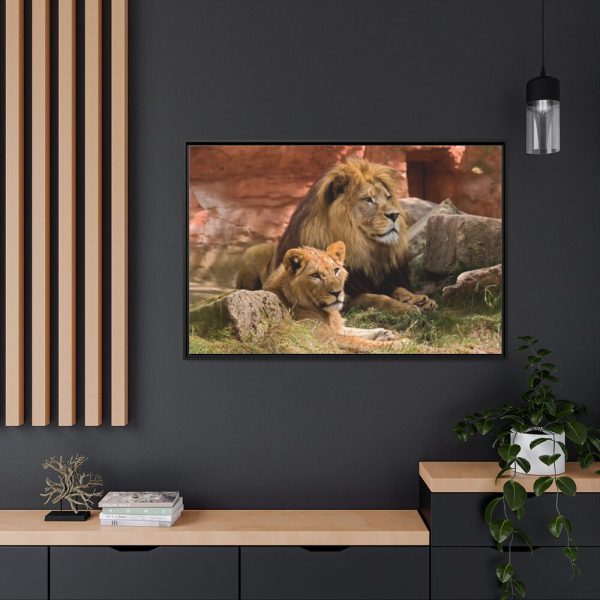 Lion South Africa Framed Canvas