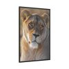 Female Lion Closeup Framed Canvas