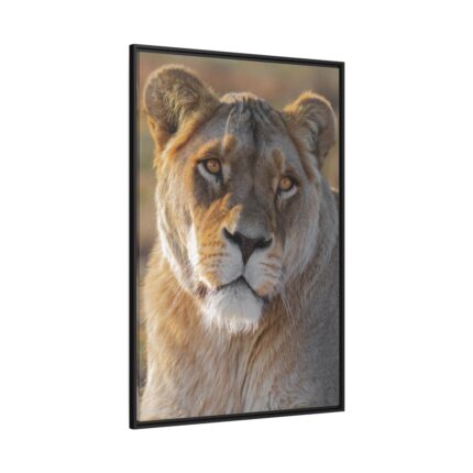 Female Lion Closeup Framed Canvas