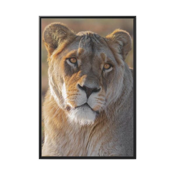 Female Lion Closeup Framed Canvas