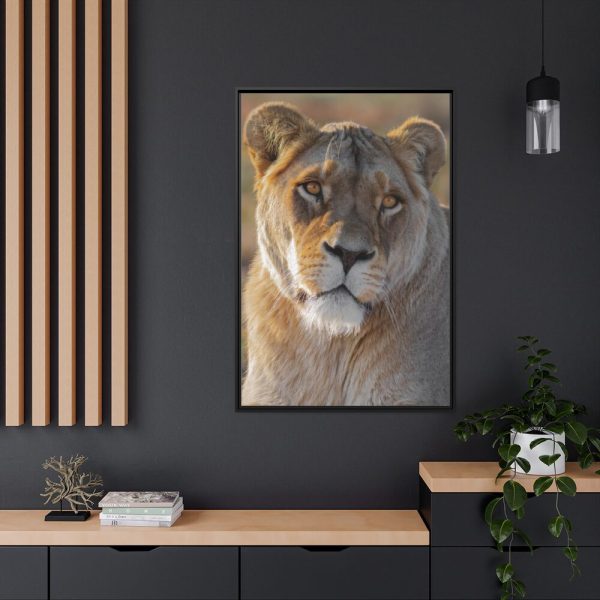 Female Lion Closeup Framed Canvas