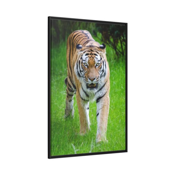 88299-310.jpg Grumpy Tiger Walking Framed Canvas