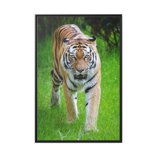 88299-311.jpg Grumpy Tiger Walking Framed Canvas