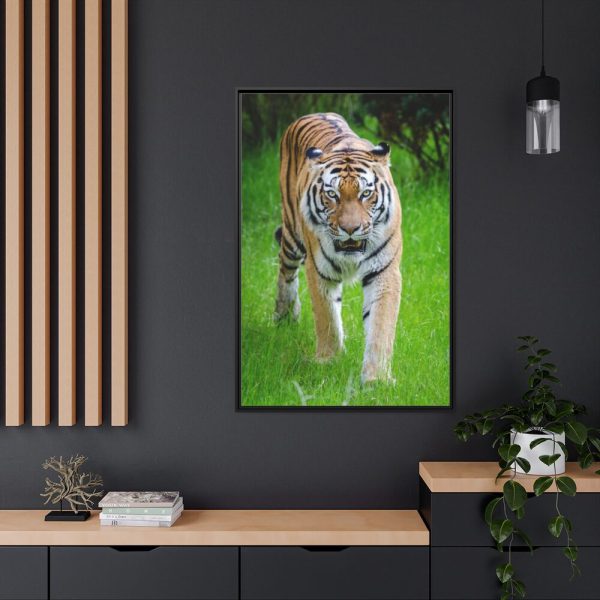 88299-314.jpg Grumpy Tiger Walking Framed Canvas