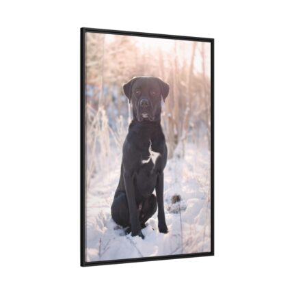 Black Dog Sitting on Snow Framed Canvas