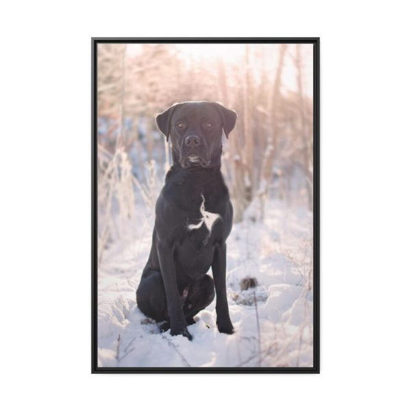 88299-316.jpg Black Dog Sitting on Snow Framed Canvas