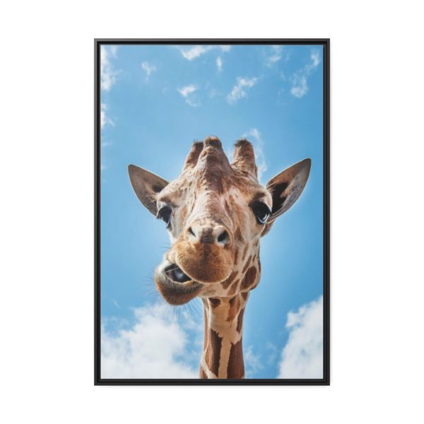 88299-346.jpg An Up-Close Look at a Giraffe at the Gladys Porter Zoo Framed Canvas