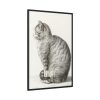 Sitting cat by Jean Bernard  Framed Canvas