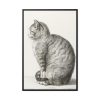 Sitting cat by Jean Bernard  Framed Canvas