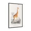88299-370.jpg Giraffe (Giraffa Camelopardalis) Framed Canvas