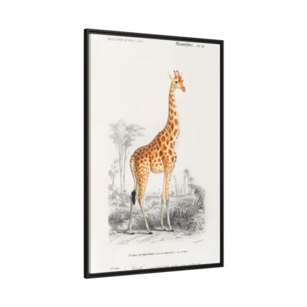 Giraffe (Giraffa Camelopardalis) Framed Canvas