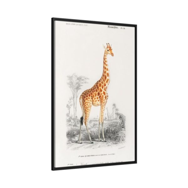 88299-370.jpg Giraffe (Giraffa Camelopardalis) Framed Canvas