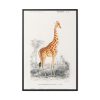 88299-371.jpg Giraffe (Giraffa Camelopardalis) Framed Canvas