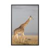 88299-381.jpg Giraffe in the Nature Framed Canvas