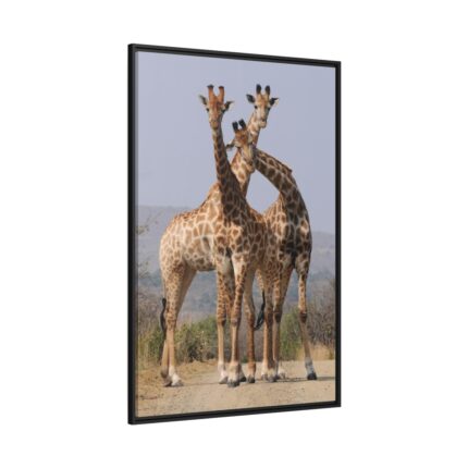 Giraffe Family Framed Canvas