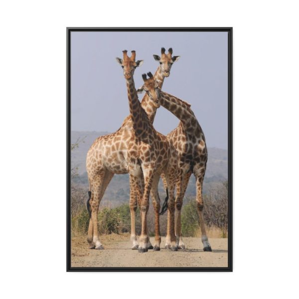 Giraffe Family Framed Canvas