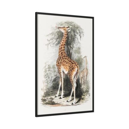 Vintage Illustration by Georges Cuvier Framed Canvas