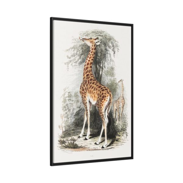 88299-390.jpg Vintage Illustration by Georges Cuvier Framed Canvas