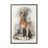 88299-391.jpg Vintage Illustration by Georges Cuvier Framed Canvas