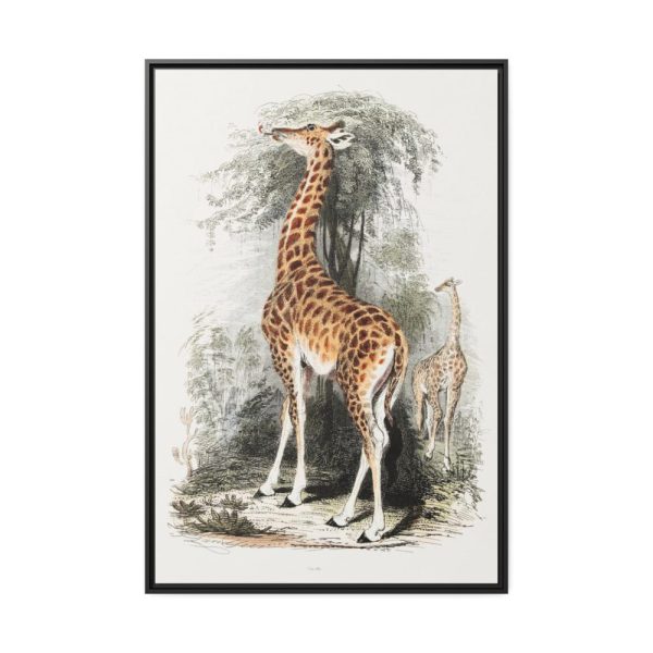 88299-391.jpg Vintage Illustration by Georges Cuvier Framed Canvas