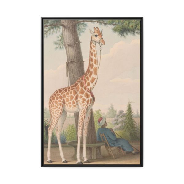 88299-396.jpg Study of the Giraffe by Nicolas Hüet Framed Canvas