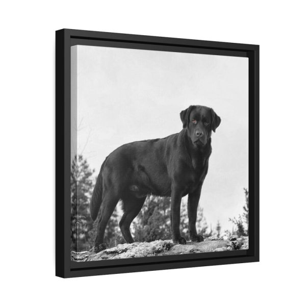 88300-1.jpg Black Labrador Dog Framed Canvas