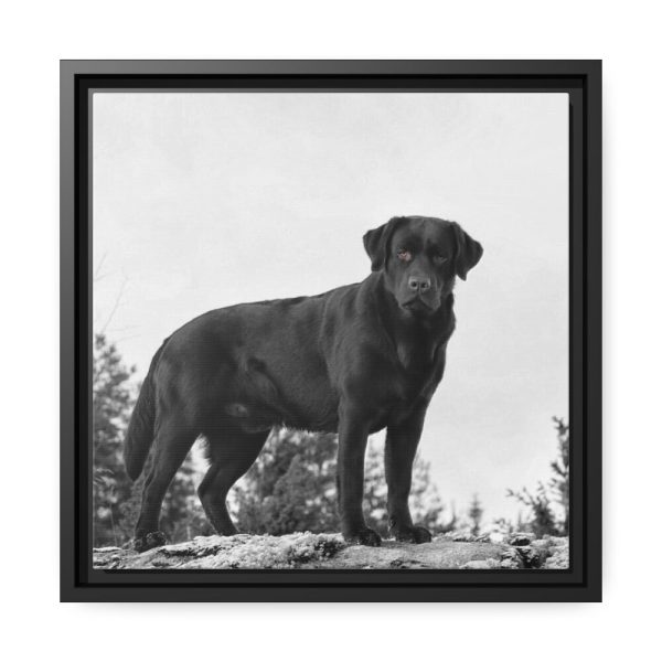 88300.jpg Black Labrador Dog Framed Canvas