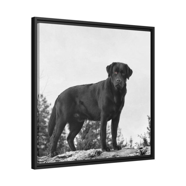 88301-1.jpg Black Labrador Dog Framed Canvas