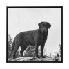 88301.jpg Black Labrador Dog Framed Canvas