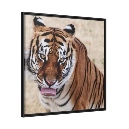 Tiger at the Wild Animal Sanctuary Framed Canvas