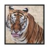Tiger at the Wild Animal Sanctuary Framed Canvas
