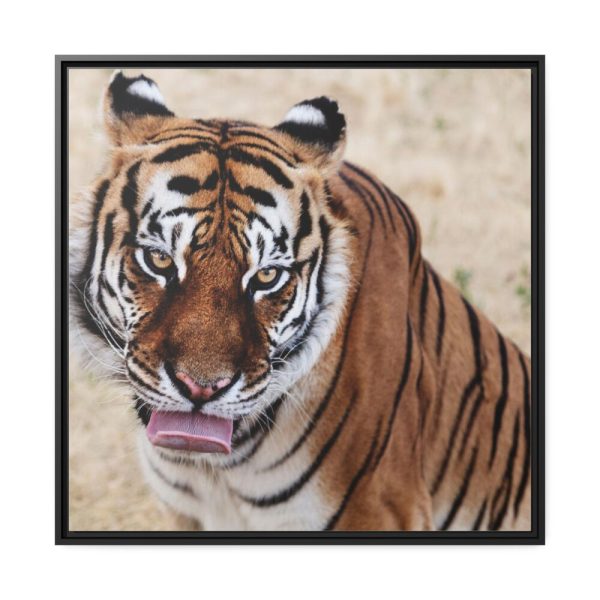 Tiger at the Wild Animal Sanctuary Framed Canvas