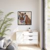 Tiger at the Wild Animal Sanctuary Framed Canvas