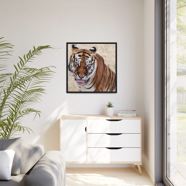 Tiger at the Wild Animal Sanctuary Framed Canvas