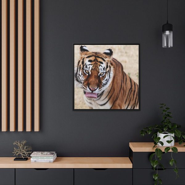 Tiger at the Wild Animal Sanctuary Framed Canvas