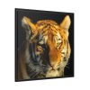 Tiger Look Framed Canvas