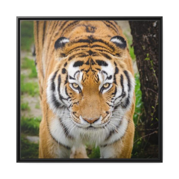 88302-171.jpg Siberian Tiger Framed Canvas
