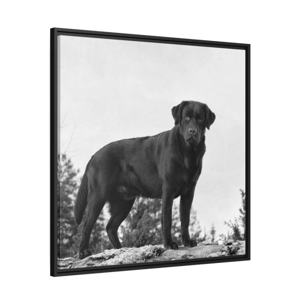 88302-195.jpg Black Labrador Dog Framed Canvas