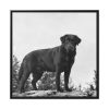 88302-196.jpg Black Labrador Dog Framed Canvas
