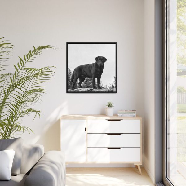 88302-198.jpg Black Labrador Dog Framed Canvas